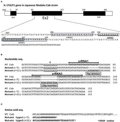 Interleukin-17A/F1 Deficiency Reduces Antimicrobial Gene Expression and Contributes to Microbiome Alterations in Intestines of <mark class="highlighted">Japanese medaka (Oryzias latipes)</mark>